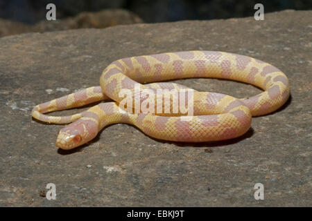 California (Kingsnake Lampropeltis getula californiae), Albino, giacente su una roccia Foto Stock