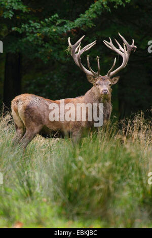 Il cervo (Cervus elaphus), solchi feste di addio al celibato in un prato in corrispondenza di un bordo della foresta, Germania Foto Stock