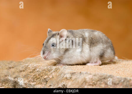 Striped hairy-footed hamster, Dzungarian criceto (Phodopus sungorus), seduto su di una pietra Foto Stock