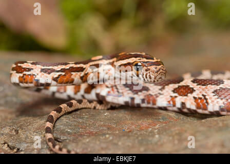 Il mais snake (Elaphe guttata, Pantherophis guttatus), ritratto Foto Stock