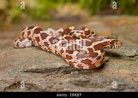 Il mais snake (Elaphe guttata, Pantherophis guttatus), giacente su una roccia Foto Stock