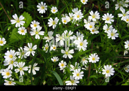 Easterbell starwort, maggiore stitchwort (Stellaria holostea), fioritura, Germania Foto Stock