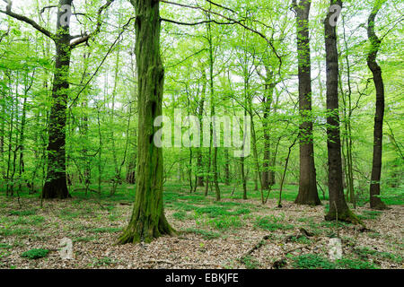 Foresta di primavera con carpini, querce e faggi, Germania Foto Stock