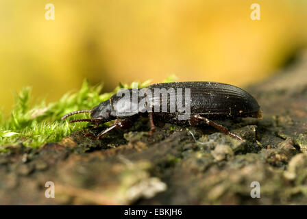Giallo mealworm beetle (Tenebrio molitor), vista laterale Foto Stock