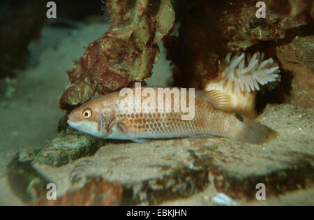 Lumaca di mare mare-lumaca, seasnail comune, striped seasnail, snailfish (Liparis liparis), di sabbia sul mare Terreno Foto Stock