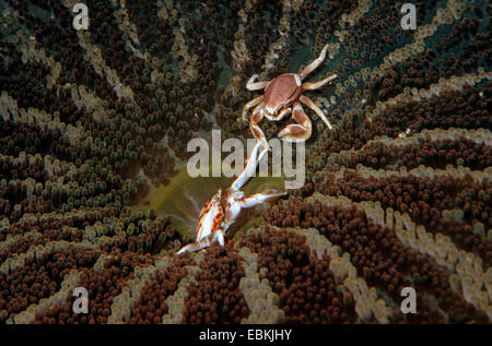 Il Granchio di porcellana (Neopetrolisthes maculatus, Neopetrolisthes oshimai), combattere su un anemone marittimo, Filippine Foto Stock