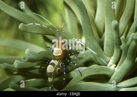 Pulitore maculato gamberetti (Periclimenes yucatanicus), su anemone marittimo Foto Stock