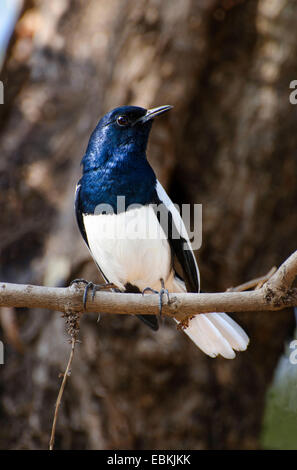 Il Magpie Robin (Copsychus saularis), seduto su un ramo, India, Bandhavgarh National Park Foto Stock