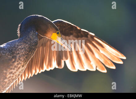 Cormorano (Phalacrocorax carbo) piumaggio care; ala in controluce, GERMANIA Baden-Wuerttemberg Foto Stock