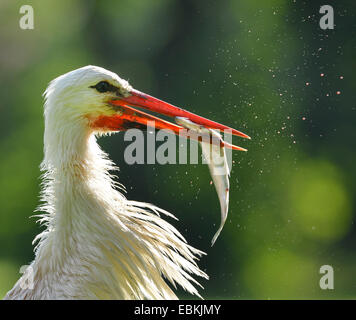 Cicogna bianca (Ciconia ciconia), con pesce pescato in bolletta, Germania Foto Stock