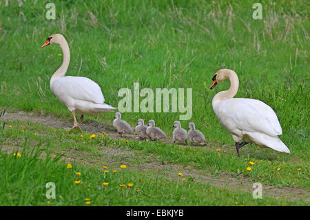 Cigno (Cygnus olor), famiglia con cinque pulcini camminando su di un percorso del campo in una riga, Germania Foto Stock