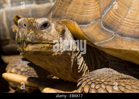 African spronato tartaruga (Geochelone sulcata), ritratto Foto Stock