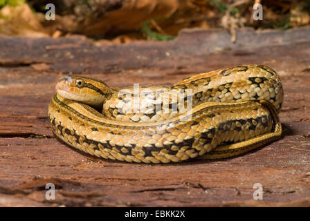 Red-backed Ratsnake (Oocatochus rufodorsatus), arrotolati Foto Stock