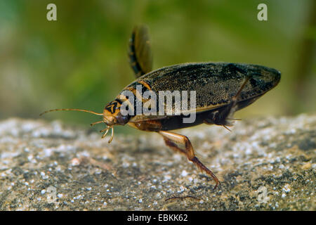 Pond beetle, stagno comune beetle (Acilius sulcatus), diving, Germania Foto Stock