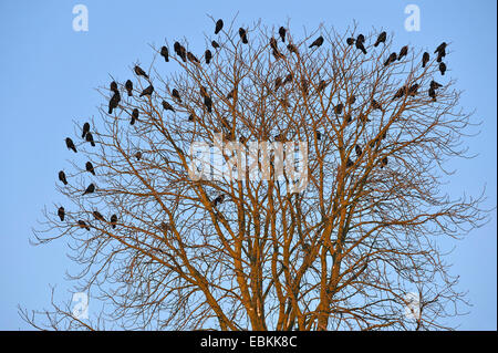 Rook (Corvus frugilegus), gregge seduto in una struttura ad albero superiore, Germania Foto Stock