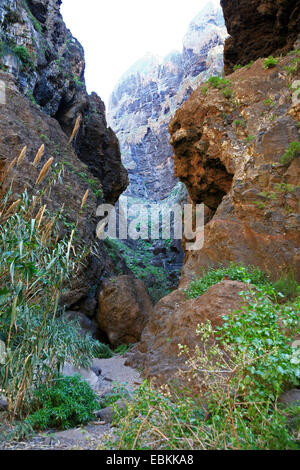 Pettine gigante, selvatici della canna da zucchero, di canna da zucchero (Arundo donax), un percorso a piedi da Masco all'oceano anche se Barranco , Isole Canarie, Tenerife, Masca Foto Stock