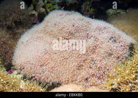 Stella verde polipo (Pachyclavularia spec.), vista laterale Foto Stock