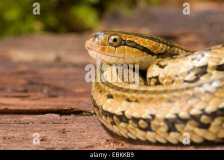 Red-backed Ratsnake (Oocatochus rufodorsatus), ritratto Foto Stock