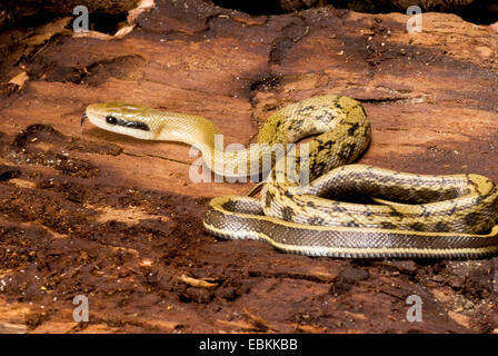 Taiwan bellezza snake, bellezza Snake (Elaphe taeniura, Orthriophis taeniurus taeniurus), arrotolati Foto Stock