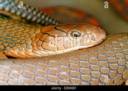 Re cobra, hamadryad (Ophiophagus hannah), ritratto Foto Stock