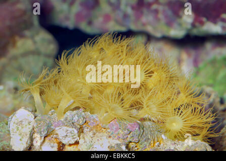 Giallo zoanthid commensale, giallo anemone marittimo (Parazoanthus gracilis), Colonia Foto Stock