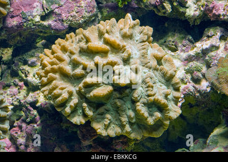 Foglia (Corallo Pectinia spec.), ad alto angolo di visione Foto Stock