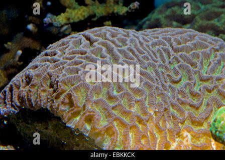 Brain Coral (Platygyra spec.), ad alto angolo di visione Foto Stock