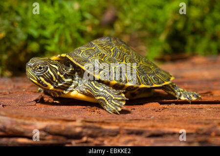 Rosso-panciuto tartaruga, American-rosso tartaruga panciuto, rosso settentrionale di ventre (Cooter Pseudemys rubriventris rubriventris), capretti rosso-panciuto tartaruga su una pietra Foto Stock