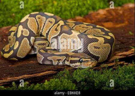 Sfera di python, royal python (Python regius), campana di razza del fantasma Foto Stock