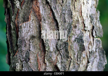 Kentucky coffeetree (Gymnocladus dioicus), corteccia Foto Stock