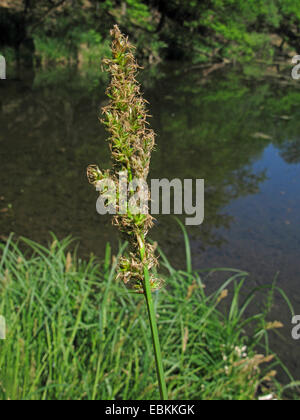 Maggiore tussock-carici (Carex paniculata), infiorescenze, in Germania, in Renania settentrionale-Vestfalia Foto Stock