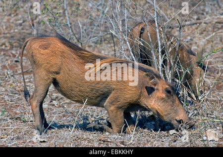 Warthog comune, savana warthog (Phacochoerus africanus), due warthos sui mangimi, Sud Africa, Krueger National Park Foto Stock