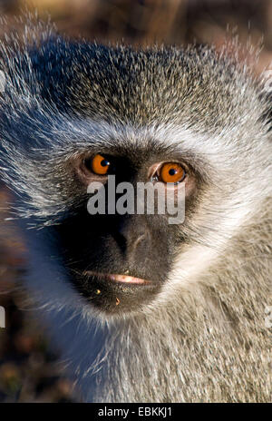 Grivet monkey, savana scimmia, green monkey, Vervet monkey (Cercopithecus aethiops), ritratto, Sud Africa, Krueger National Park Foto Stock