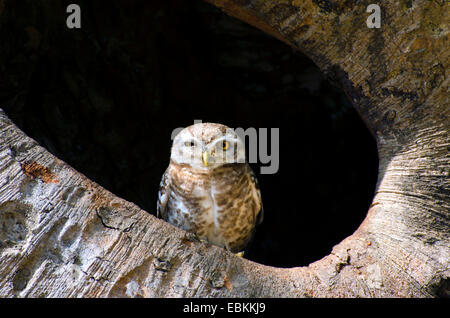 Avvistato civetta (Athene brama), seduta in un foro albero, India, Madhya Pradesh, Kahnawake Foto Stock