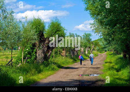 Willow, vimini (Salix spec.), campo percorso con pollarded willow, Germania, Meclemburgo-Pomerania, Neustrelitz Foto Stock