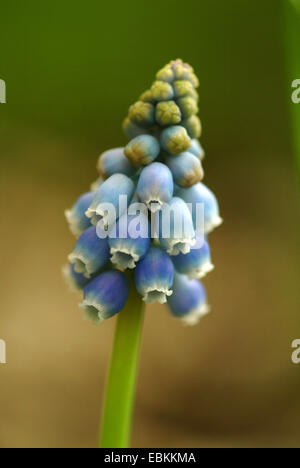 Uva armeno-giacinto (Muscari armeniacum), inforescence Foto Stock