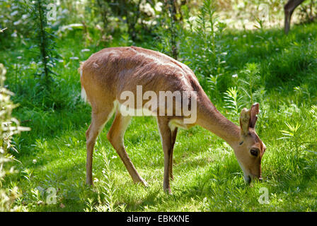 Mountain reedbuck (Redunca fulvorufula), pascolo femmina Foto Stock