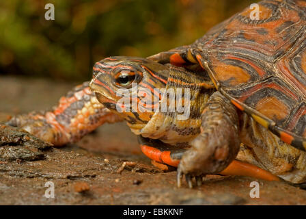 Costa Rica in legno dipinto in tartaruga, Costa Rica ornati in legno Tartaruga (Rhinoclemmys pulcherrima manni), ritratto Foto Stock