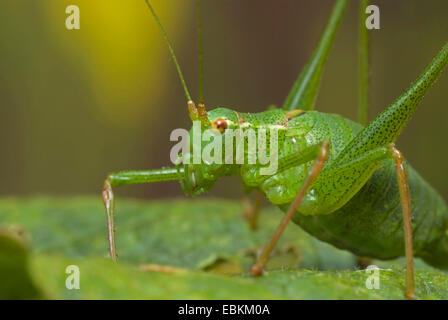 Chiazzato bushcricket (Leptophyes punctatissima), seduta su una foglia, Germania Foto Stock