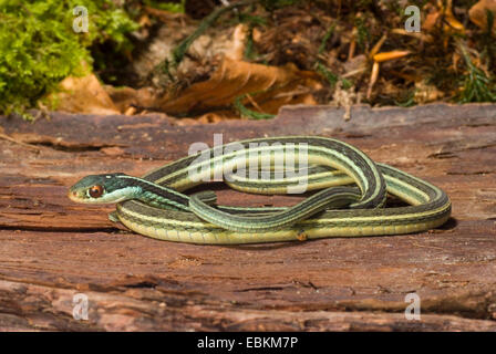 Nastro orientale Snake, Ribbonsnake Orientale (Thamnophis sauritus) giacente su un trunk Foto Stock
