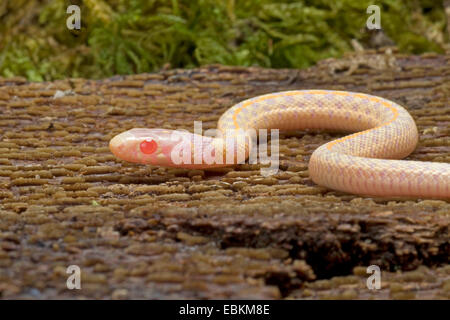 Giarrettiera a scacchi Snake (Thamnophis marcianus), albino Foto Stock