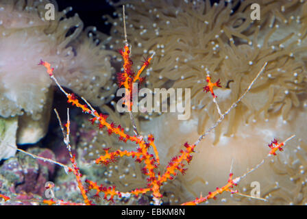 Orange mare fan, Soft Red sea ventola, Arancio di gorgonie (Swiftia exserta), vista da vicino Foto Stock