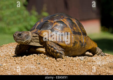 Eurasian sperone-thighed tartaruga, sperone mediterraneo-thighed, tartaruga testuggine comune, tartaruga greca (Testudo graeca ibera, Testudo ibera), passeggiate Foto Stock