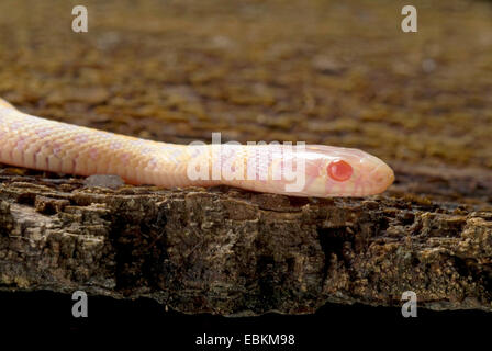 Giarrettiera a scacchi Snake (Thamnophis marcianus), albino Foto Stock