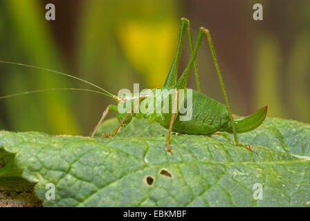 Chiazzato bushcricket (Leptophyes punctatissima), femmina seduto su una foglia, Germania Foto Stock