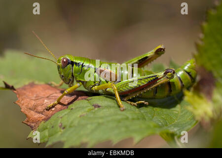 Montagna verde grasshopper,Alpine grasshopper migratori* (Miramella alpina), seduta su una foglia, Germania Foto Stock