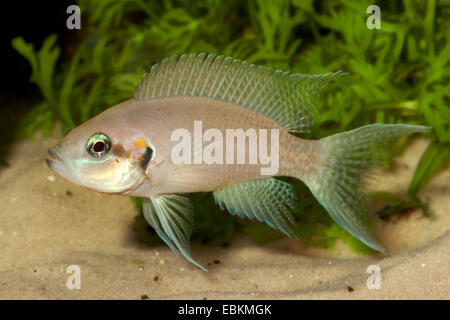 La principessa del Burundi, Lyretail Lamprologus (Neolamprologus brichardi, Lamprologus brichardi, Lamprologus elongatus), nuoto Foto Stock