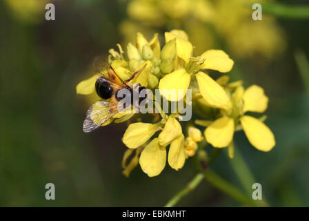 Charlock, campo mostarda, il grano di senape (Sinapis arvense), infiorescenza con insetti, Germania Foto Stock