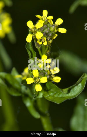 Copertura comune di senape, hairy-pod hedge senape (Sisymbrium officinale), infiorescenza, Germania Foto Stock