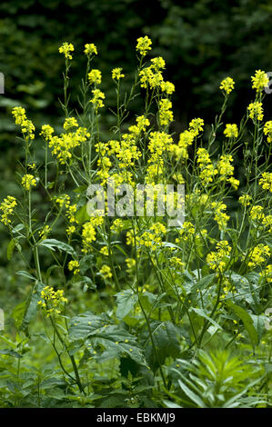 Charlock, campo mostarda, il grano di senape (Sinapis arvense), fioritura, Germania Foto Stock